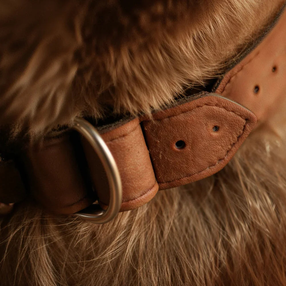 Close-up of a brown leather dog collar with metal hardware on a furry dog.
