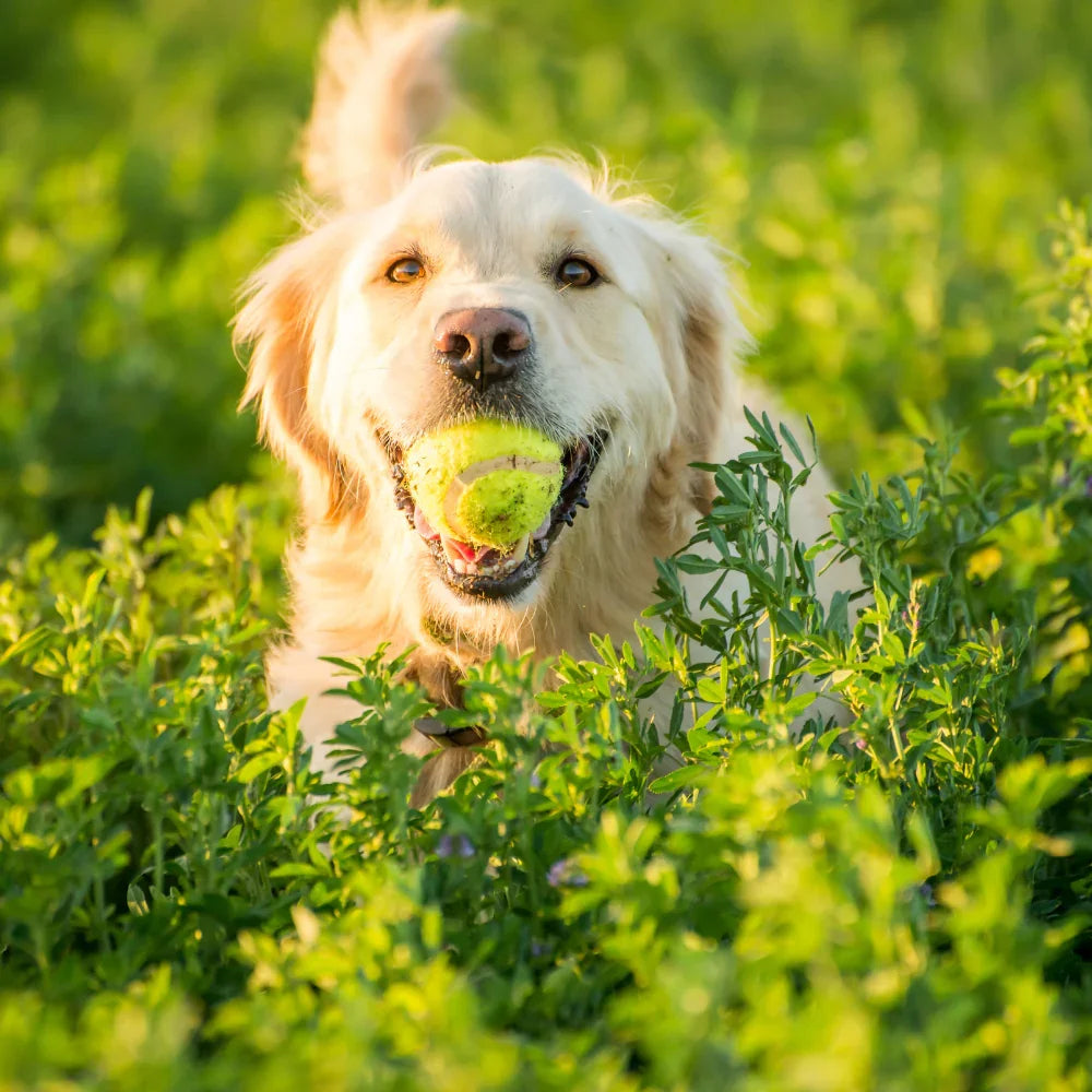 Golden retriever wearing rPET rope dog collar playing with tennis ball in green field