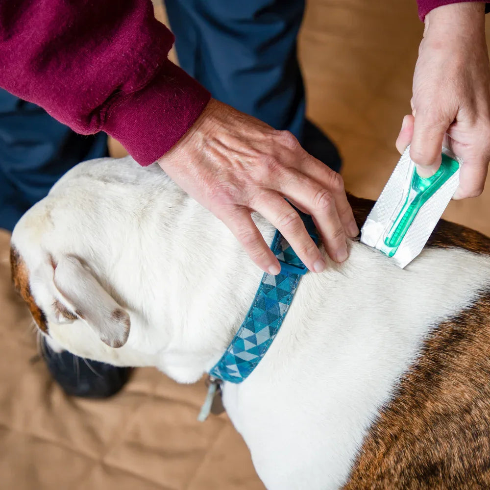 Can dog fleas live on humans