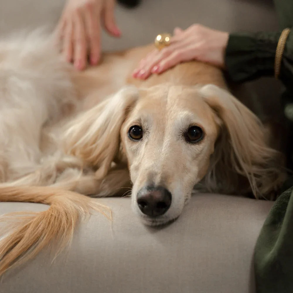 Calm long-haired dog being comforted on sofa, wearing a dog collar made from durable material
