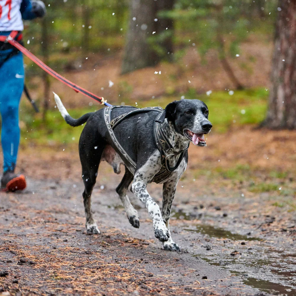 Black and white dog outdoors wearing rPET rope dog lead and collar harness