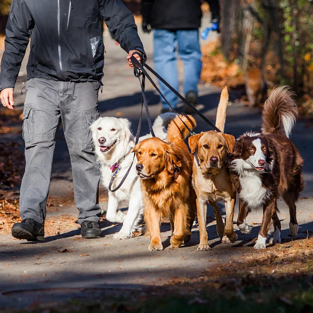Dog walker with four medium and large dogs on rPET rope dog leads outdoors